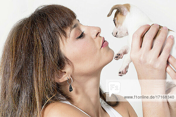 Beautiful woman holding Chihuahua puppy against white background