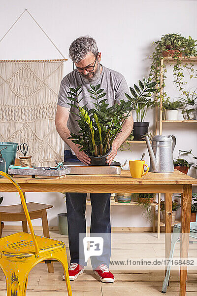 Mann gärtnert Zamioculcas Zamiifolia Pflanze  während er zu Hause am Tisch steht
