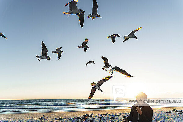 Seagulls flying over mid adult man against sky during sunset