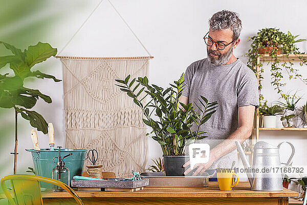 Reifer Mann  der eine Zamioculcas Zamiifolia-Pflanze bei der Gartenarbeit zu Hause in einen Blumentopf eintopft
