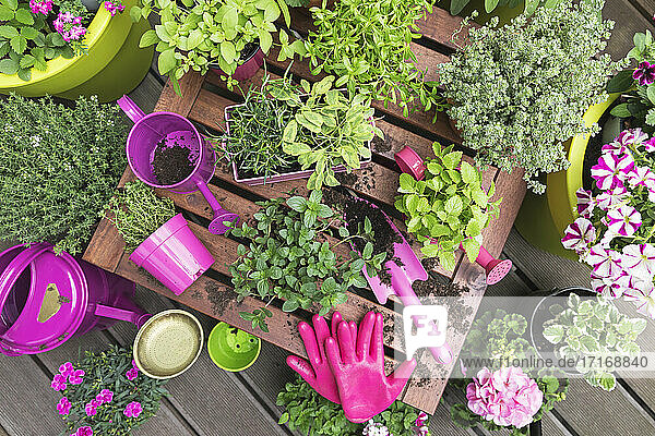 Herb and vegetable garden on balcony