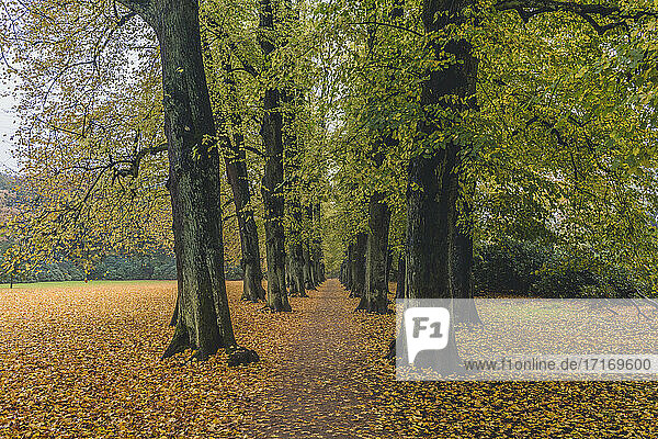 Deutschland  Hamburg  Blankenese  Lindenallee im Herbst Hirschpark