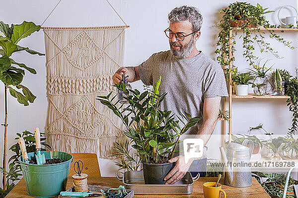 Älterer Mann  der zu Hause stehend Wasser in einen Blumentopf mit Zamioculcas Zamiifolia sprüht