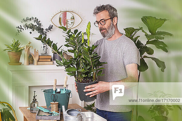 Mann untersucht Zamioculcas Zamiifolia Blumentopf bei der Arbeit zu Hause