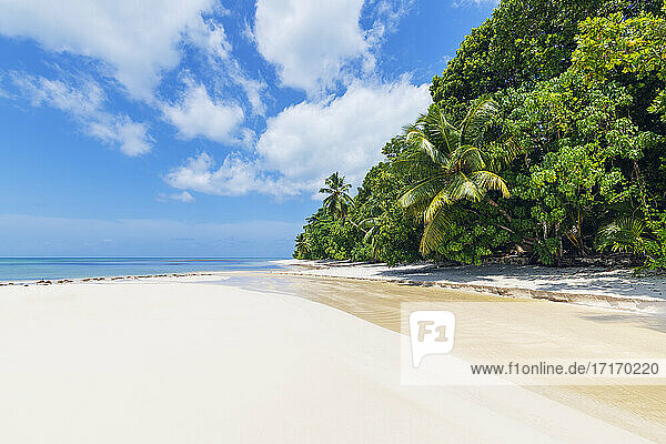 Seychelles  Praslin Island  Anse Lazio sandy beach with palm trees