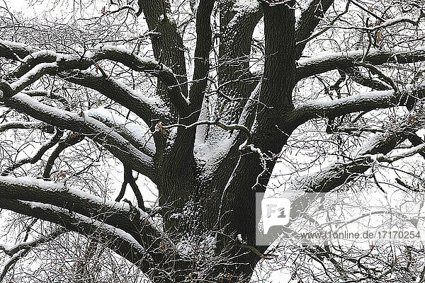 Branches of bare tree in winter