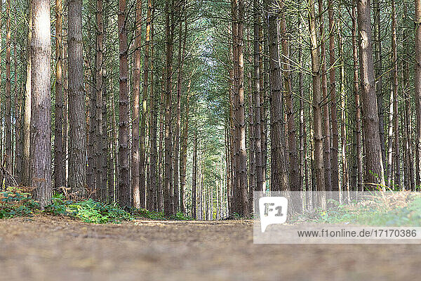 Surface level of dirt road amidst trees growing in forest  Cannock Chase  UK
