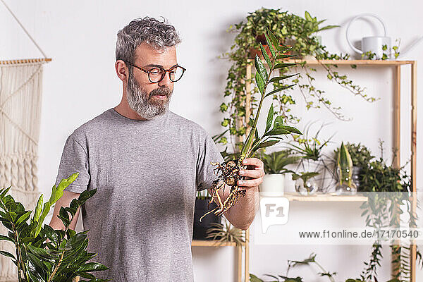 Reifer Mann mit Brille  der zu Hause stehend die Wurzeln der Pflanze Zamioculcas Zamiifolia überprüft