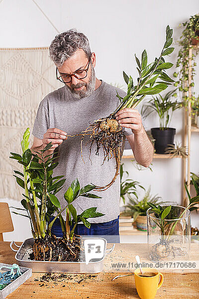 Mann bei der Kontrolle der Wurzeln einer Zamioculcas Zamiifolia Pflanze bei der Gartenarbeit zu Hause