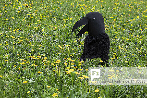 Female in crow costume looking at meadow