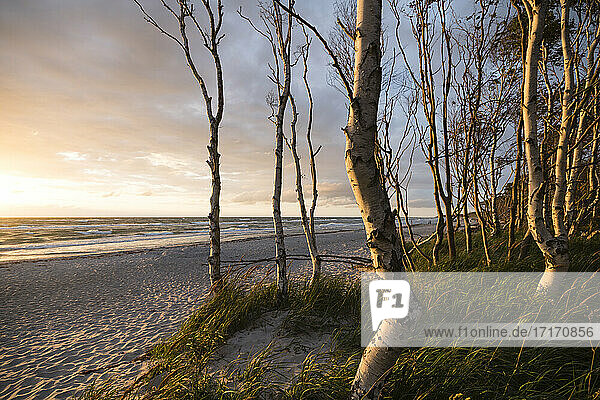 Deutschland  Darss  Weststrand Sandstrand mit Bäumen bei Sonnenuntergang
