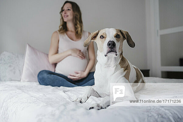 Hund auf dem Bett sitzend  während eine schwangere Frau zu Hause im Hintergrund nachdenkt