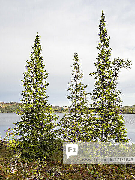 Coniferous Tree against lake at Sweden