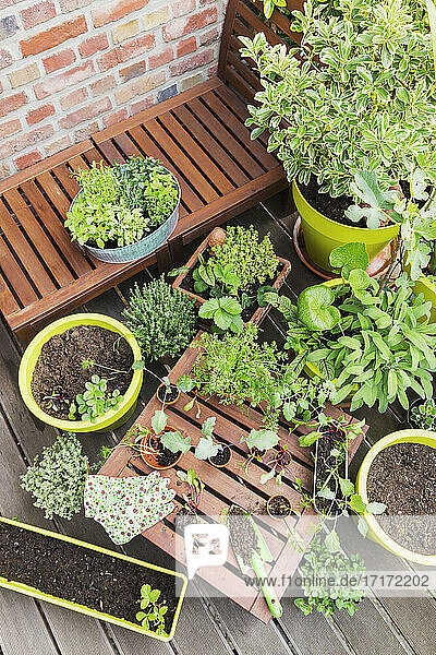 Gemischte Topfpflanzen und Gartengeräte auf dem Balkon