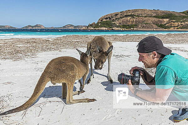 Lächelnder Fotograf mit Kamera bei der Beobachtung von Westlichen Grauen Kängurus am Strand  Westaustralien