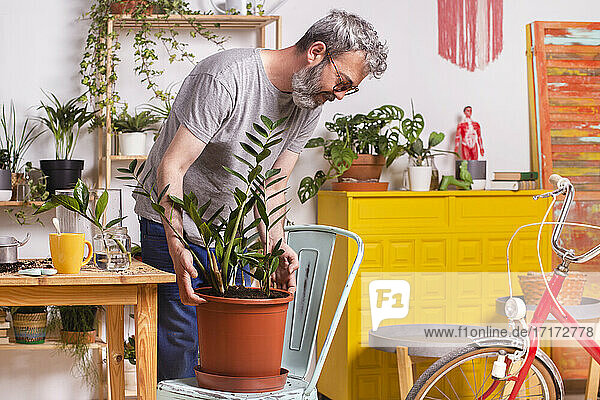 Mann setzt Zamioculcas Zamiifolia Pflanze Blumentopf auf Stuhl  während zu Hause stehen