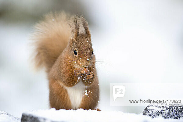 Rotes Eichhörnchen  das im Schnee sitzend eine Haselnuss frisst  Schottland