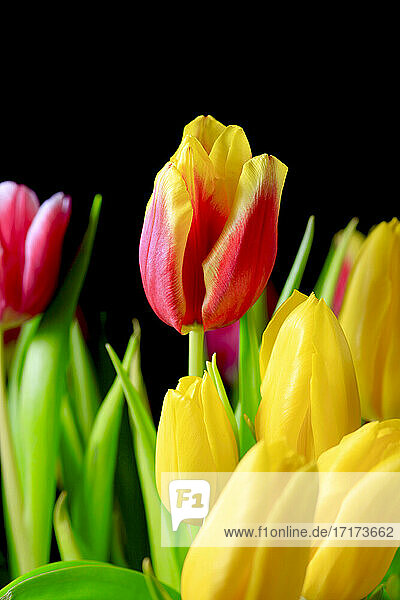 Colorful tulips (Tulipa) against black background