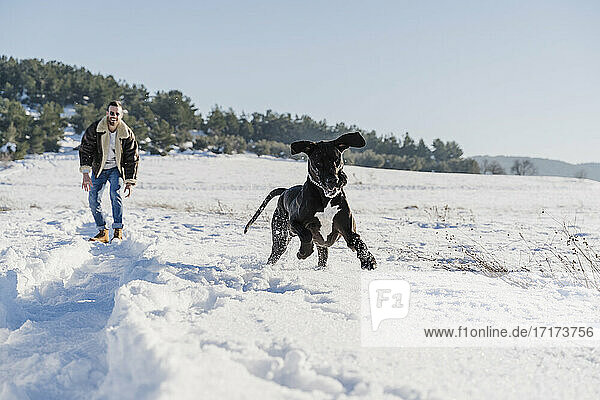 Playful Great Dane dog running while having fun with male owner in snow on sunny day