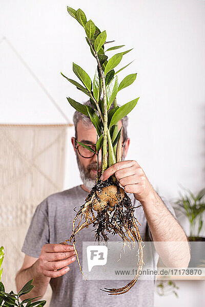 Mann hält eine Zamioculcas Zamiifolia-Pflanze in der Hand  während er zu Hause die Wurzeln untersucht