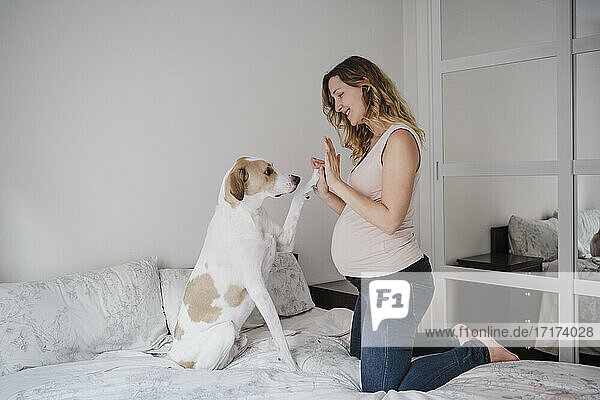Dog giving high-five to pregnant woman on bed at home