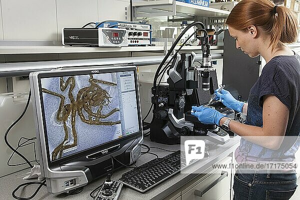 Biologist of the research group Aquatic Ecosystems at the microscope  during her research work on isopod spiders (Pantopoda)  at the Faculty of Biology in the University of Duisburg-Essen  Essen  North Rhine-Westphalia  Germany  Europe