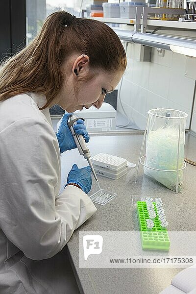 Studentin der Fakultät Biologie in der Universität Duisburg-Essen während der Forschungsarbeit beim pipettieren  Essen  Nordrhein-Westfalen  Deutschland  Europa