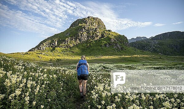 Wanderin auf dem Wanderweg zum Ryten  Blumen und Berge  Fredvang  Lofoten  Nordland  Norwegen  Europa