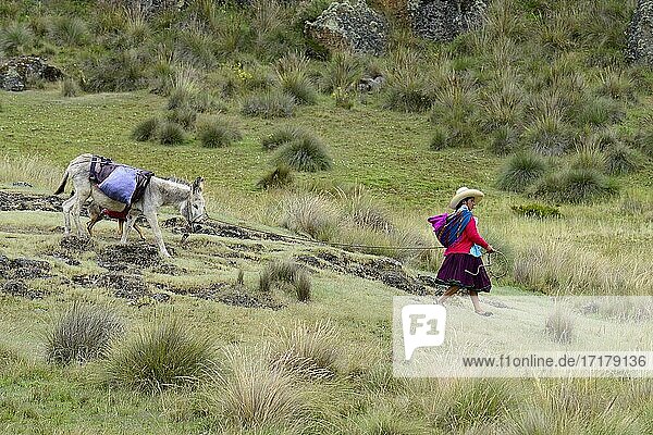 Indigene Frau führt einen beladenen Esel  Cumbe Mayo  Provinz Cajamarca  Peru  Südamerika