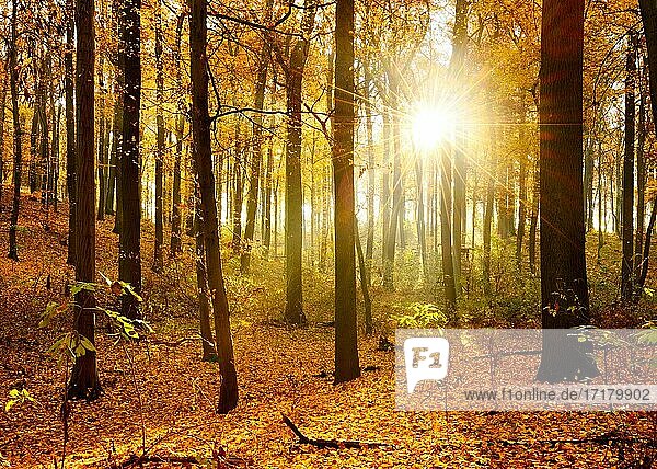 Sonnenstrahlen und Morgennebel  Laubwald im Herbst  Ziegelrodaer Forst  Sachsen-Anhalt  Deutschland  Europa