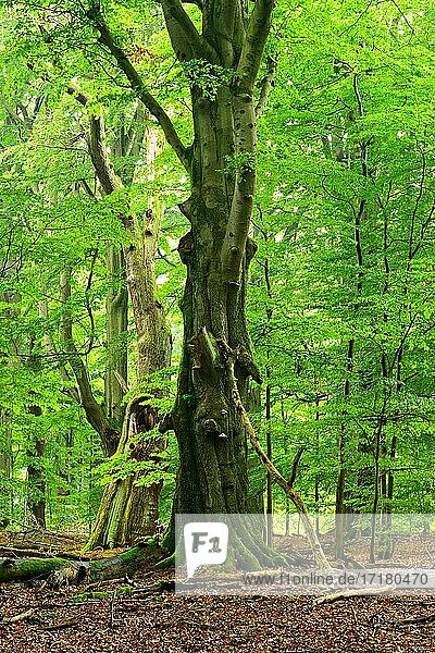 Urwald mit riesigen alten moosbedeckten Buchen  Urwald Sababurg  Reinhardswald  Hessen  Deutschland  Europa