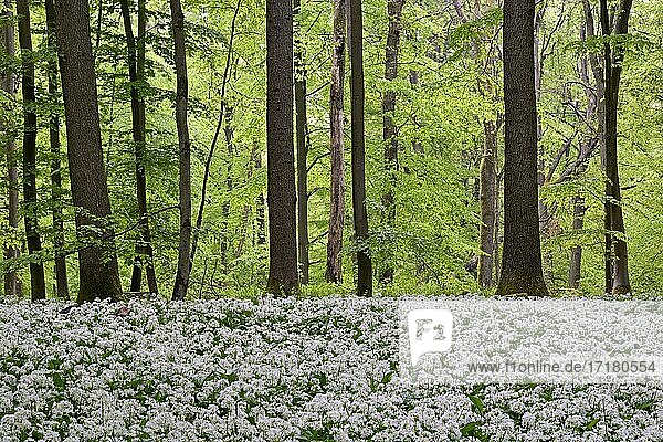 Laubwald mit blühendem Bärlauch (Allium ursinum)  Nordrhein-Westfalen  Deutschland  Europa