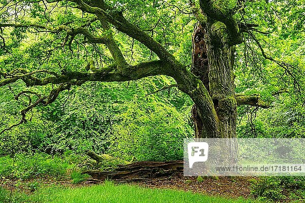 Riesige alte Eiche  mit Moos bedeckt  Naturdenkmal  Reinhardswald  Hessen  Deutschland  Europa