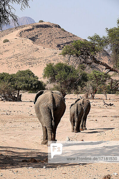 Afrika  Namibia  Damaraland  Wüstenelefant