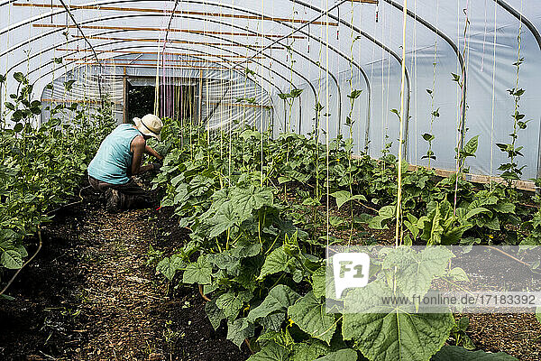 Frau kniend in einem Polytunnel  Zucchinipflanzen pflegend.