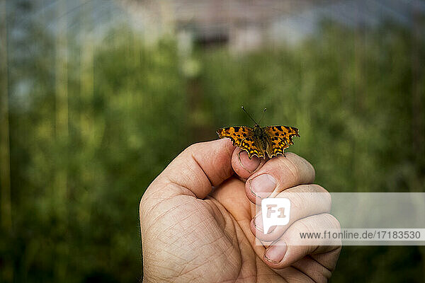 Close up of Comma butterfly on human hand.