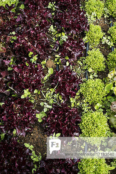 High angle close up of selection of salad leaves growing in a field.