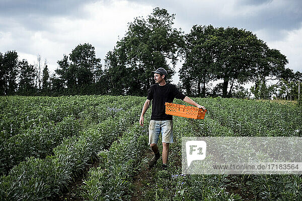 Man walking through a vegetable field  carrying orange plastic crate.