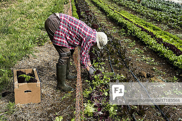 Man harvesting salad leaves on a farm.