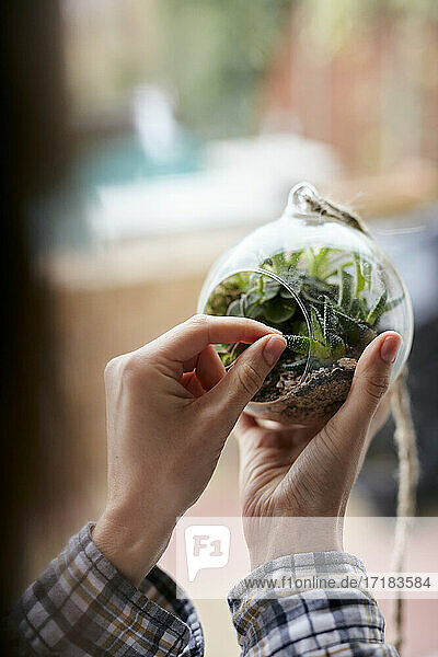 Nahaufnahme von Frauenhänden bei der Pflege von Pflanzen in einem Glasterrarium