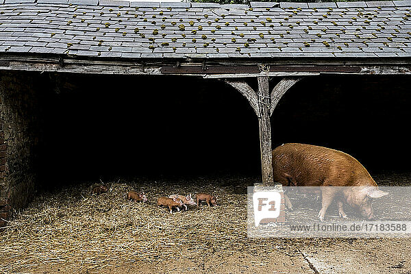 Tamworth-Sau mit ihren Ferkeln in einem offenen Stall auf einem Bauernhof.