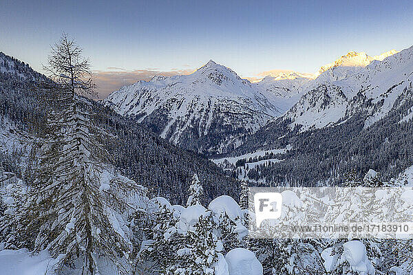 Winterwald mit Schnee bedeckt mit Gipfeln von Bregaglia Tal auf Hintergrund  Maloja  Engadin  Graubünden Kanton  Schweiz  Europa