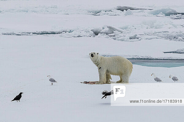 Eisbär (Ursus maritimus)  auf einer Robbenbeute  Ellesmere Island  Nunavut  Kanada  Nordamerika