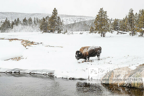 Schneebedeckter Bison (Bison biso)  am Flussufer  Yellowstone National Park  UNESCO Weltkulturerbe  Wyoming  Vereinigte Staaten von Amerika  Nordamerika