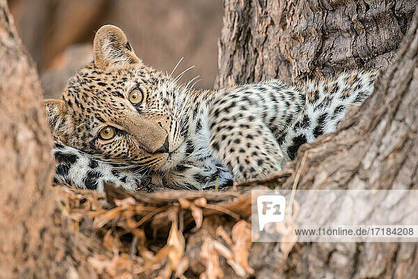 Junger Leopard ruhend in einem Baum  South Luangwa National Park  Sambia  Afrika