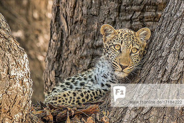 Junger Leopard (Panthera pardus)  der aus einem Baum herausschaut  South Luangwa National Park  Sambia  Afrika