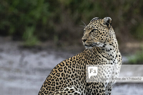 Leopard (Panthera pardus)  Seronera  Serengeti-Nationalpark  Tansania  Ostafrika  Afrika