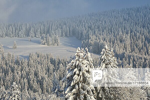 Verschneiter Fichtenwald am Ratenpass  Kanton Zug Schweiz