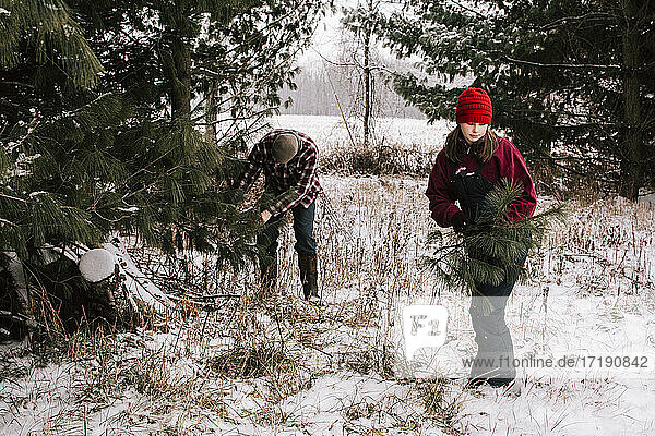 Teenager in schneebedeckten Kiefern sammeln Kiefernzweige