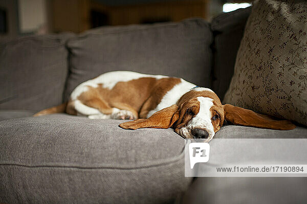Basset Hound Welpe mit langen Ohren schläft auf der Couch zu Hause